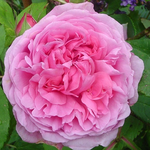 Madame Boll - trandafiri - www.ioanarose.ro